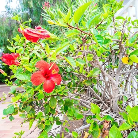 Apartmán Sunny - Duplex 2beds 2 Baths Costa Teguise