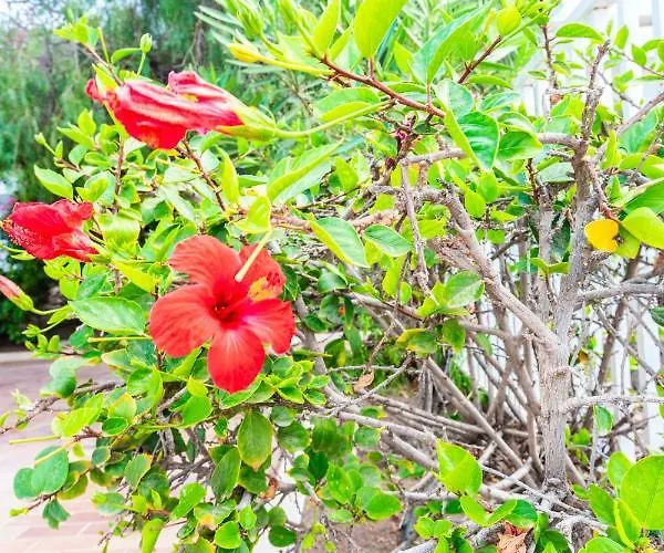 Apartment Sunny - Duplex 2beds 2 Baths Costa Teguise